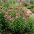 Butterfly Weed Rose Asclepias Incarnata Seeds