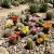 Cactus Mix Cacti Seeds