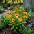 Calendula Geisha Girl Calendula Officinalis Seeds