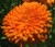 Calendula Orange King Calendula Officinalis Seeds 