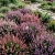 Calluna Scotch Heather Calluna Vulgaris Seeds 