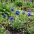 California Bluebell Phacelia Campanularia Seeds p2