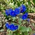 California Bluebell Phacelia Campanularia Seeds