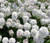 Candytuft Perennial Evergreen White Iberis Sempervirens Seeds  4