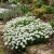 Candytuft Perennial Evergreen White Iberis Sempervirens Seeds 