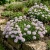 Candytuft Gibraltar Iberis Gibraltarica Seeds