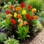 Canna Indica Mix Canna Indica Hybrids Seeds 