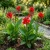 Canna Red Canna x Generalis Seeds