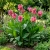  Canna Rose Canna x Generalis Seeds
