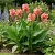 Canna Salmon Pink Canna x Generalis Seeds 