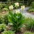 Canna White Canna x Generalis Seeds