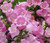 Canterbury Bells Pink Campanula Medium Seeds