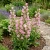 Canterbury Bells Pink Campanula Medium Seeds