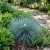 Blue Fescue Festuca Glauca Seeds
