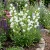 Canterbury Bells White Campanula Medium Seeds 