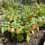 Cape Gooseberry Physalis Peruviana Seeds 