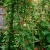 Cardinal Climber Ipomoea x Multifida Seeds p4