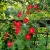 Cardinal Climber Ipomoea x Multifida Seeds 