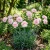 Carnation Chabaud La France Dianthus Caryophyllus Seeds 