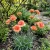 Carnation Chabaud Orange Dianthus Caryophyllus Seeds