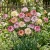 Carnation Chabaud Picotee Mix Dianthus Caryophyllus Seeds
