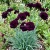Carnation Grenadin King of Blacks Dianthus Caryophyllus Seeds