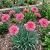 Carnation Grenadin Rose Dianthus Caryophyllus Seeds