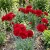 Carnation Grenadin Scarlet Dianthus Caryophyllus Seeds