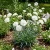 Carnation Grenadin White Dianthus Caryophyllus Seeds