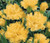 Carnation Grenadin Yellow Dianthus Caryophyllus Seeds 