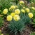 Carnation Grenadin Yellow Dianthus Caryophyllus Seeds 