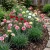 Carnation Mix Dianthus Caryophyllus Seeds