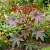 Castor Bean Impala Ricinus Communis Seeds 