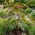 Castor Bean Zanzibariensis Ricinus Communis Seeds