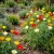 California Poppy Mixed Eschscholzia Californica Seeds 