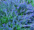 Catmint Blue Nepeta Mussinii Seeds