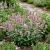 Catmint Pink Cat Nepeta Nervosa Seeds