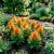 Celosia Nana Glitters Orange Celosia Plumosa Seeds