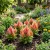 Celosia Nana Glitters Salmon Celosia Plumosa Seeds