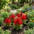 Celosia Nana Glitters Scarlet Celosia Plumosa Seeds 
