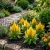 Celosia Nana Glitters Yellow Celosia Plumosa Seeds