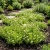 Chamomile Roman Chamaemelum Nobile Seeds