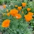 California Poppy Orange Eschscholzia Californica Seeds 