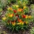 Chili Pepper Ornamental Prairie Fire Capsicum Annuum Seeds