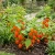 Chinese Lantern Physalis Alkekengi Seeds
