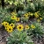 Chocolate Flower Berlandiera Lyrata Seeds