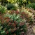 Cigar Plant Mix Cuphea Ignea Coan Seeds