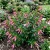 Cigar Plant Rose Cuphea Ignea Coan Seeds