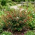 Cigar Plant Scarlet Cuphea Ignea Coan Seeds