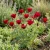 California Poppy Red Chief Eschscholzia Californica Seeds p2